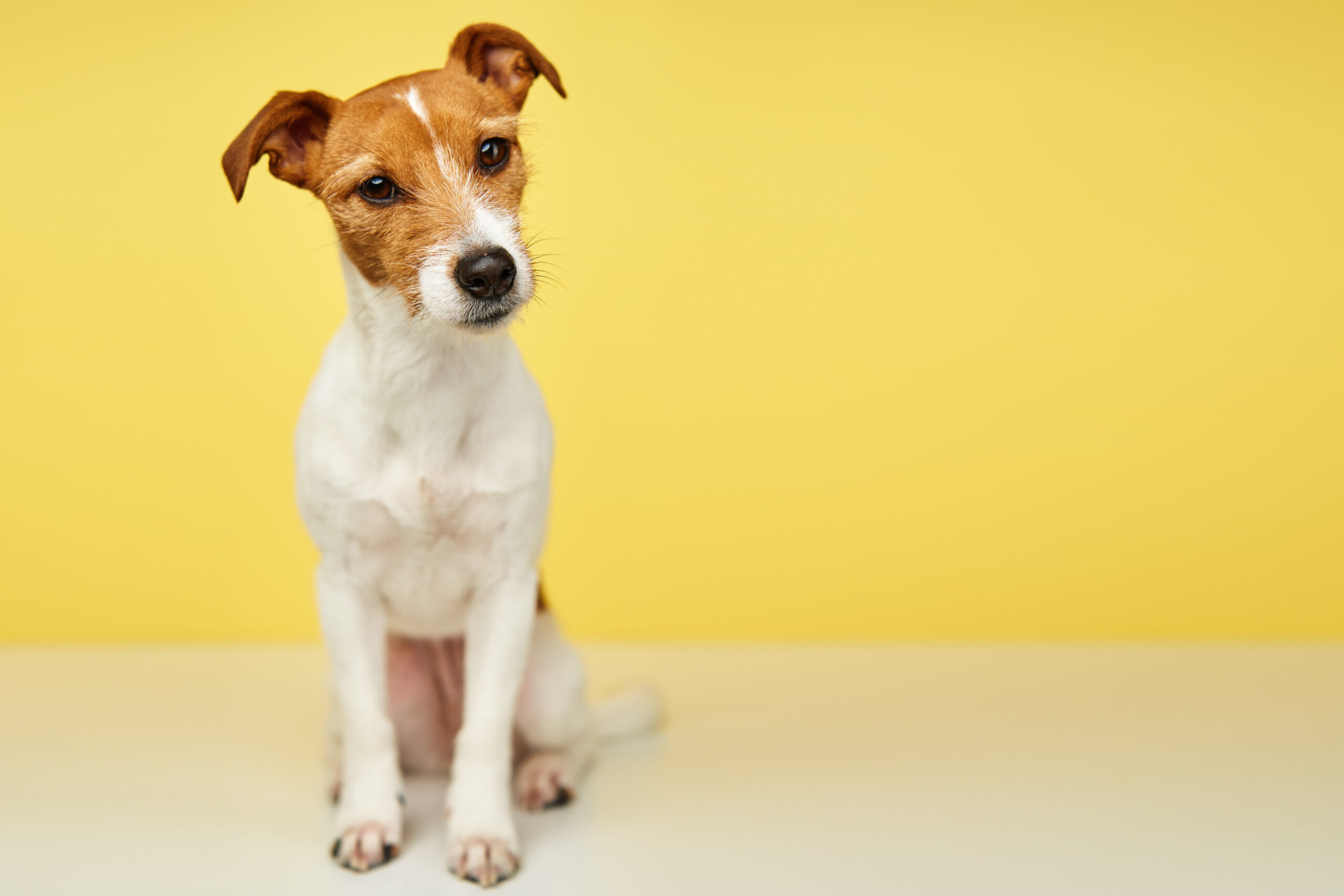 Mental-Light | Emotion Code für Tiere | Energiearbeit