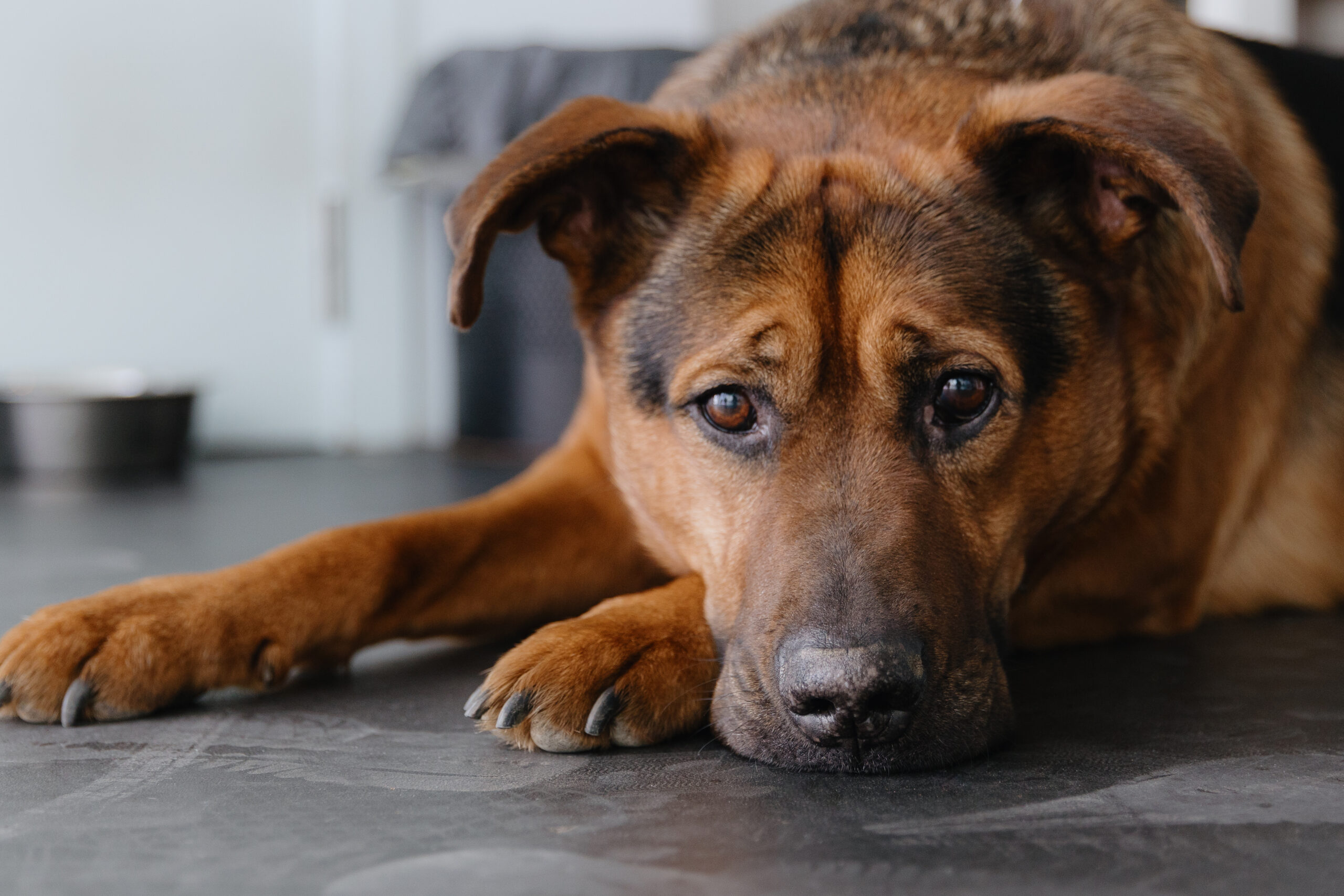 Mental-Light | Emotion Code für Tiere | Energiearbeit